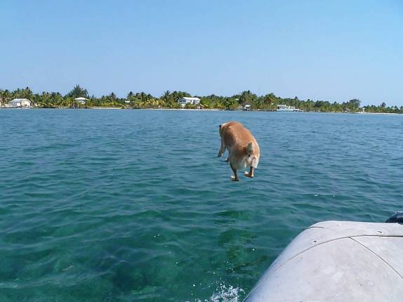 Feliz e obediente, o Chimi se atira na água em direção à terra firme, na grande barreira de corais de Belize